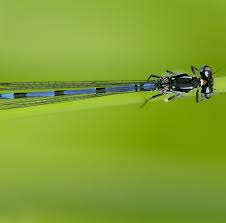 Attēlu rezultāti vaicājumam “Coenagrion pulchellum male”
