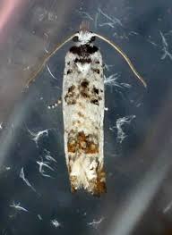 Attēlu rezultāti vaicājumam “Cochylis dubitana”