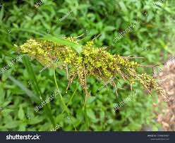 Image result for rosa aquatica