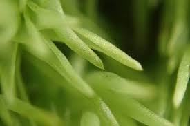 Attēlu rezultāti vaicājumam “Leucobryum glaucum”