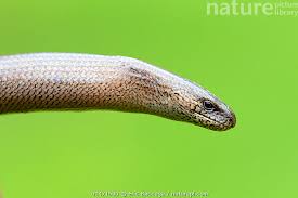 Attēlu rezultāti vaicājumam “Anguis fragilis”