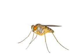 Attēlu rezultāti vaicājumam “Brachycera”