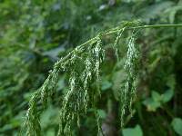 Attēlu rezultāti vaicājumam “Cinna latifolia”