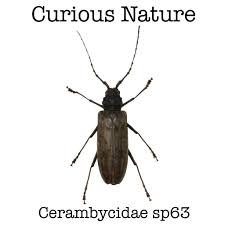 Attēlu rezultāti vaicājumam “Cerambycidae”