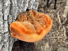 Attēlu rezultāti vaicājumam “Inonotus radiatus”