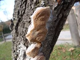 Attēlu rezultāti vaicājumam “Phellinus pomaceus”