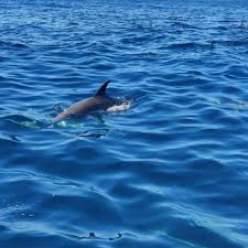 Image result for Chrysoblephus cristiceps