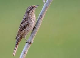 Attēlu rezultāti vaicājumam “Jynx torquilla”