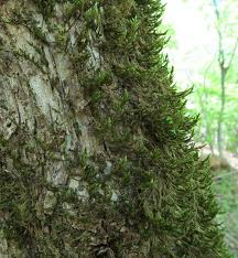 Attēlu rezultāti vaicājumam “Thamnobryum subserratum”