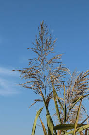 Attēlu rezultāti vaicājumam “Phragmites communis flower”