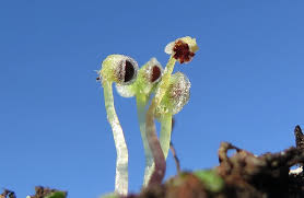 Attēlu rezultāti vaicājumam “Conocephalum salebrosum sporophyte”