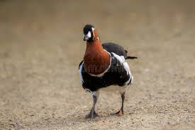 Image result for Branta ruficollis