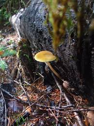 Attēlu rezultāti vaicājumam “Pluteus leoninus”