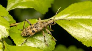 Attēlu rezultāti vaicājumam “Rhagium mordax”