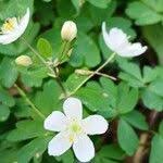 Attēlu rezultāti vaicājumam “Isopyrum thalictroides flower”