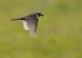Image result for Turdus torquatus