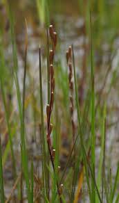 Attēlu rezultāti vaicājumam “Triglochin palustre”