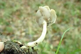 Attēlu rezultāti vaicājumam “Helvella elastica”