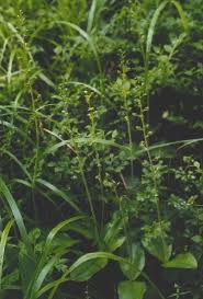 Attēlu rezultāti vaicājumam “Listera ovata leaf”