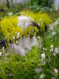 Attēlu rezultāti vaicājumam “Eriophorum latifolium flower”