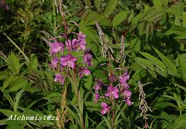 Attēlu rezultāti vaicājumam “Epilobium angustifolium bud”