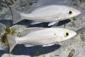 Image result for Lutjanus mahogoni