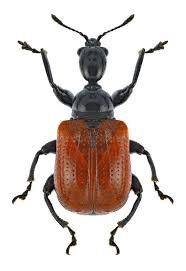 Attēlu rezultāti vaicājumam “Apoderus coryli”