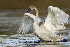 Attēlu rezultāti vaicājumam “Cygnus cygnus juvenile”