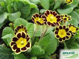 Attēlu rezultāti vaicājumam “Primula elatior”