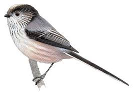 Attēlu rezultāti vaicājumam “Aegithalos caudatus adult”