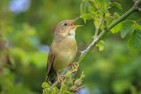 Image result for Locustella naevia