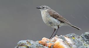 Image result for Anthus spinoletta