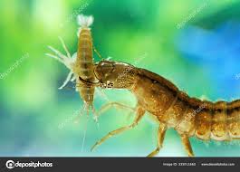 Attēlu rezultāti vaicājumam “Dytiscus sp. larva”