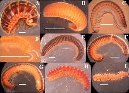 Attēlu rezultāti vaicājumam “Polyzonium germanicum”