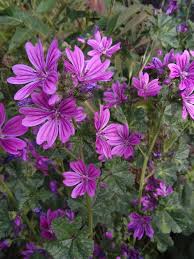 Image result for Malva sylvestris