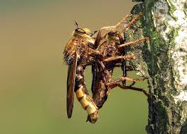 Attēlu rezultāti vaicājumam “Asilus crabroniformis”