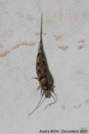 Attēlu rezultāti vaicājumam “Machilidae”