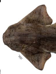 Image result for Squatina squatina