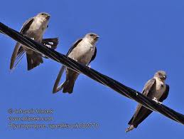 Image result for Ptyonoprogne rupestris