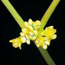 Attēlu rezultāti vaicājumam “Viscum album female flower”