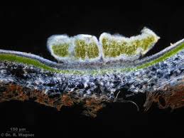 Attēlu rezultāti vaicājumam “Peltigera leucophlebia”