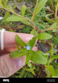 Attēlu rezultāti vaicājumam “Myosotis sparsiflora flower”