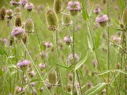 Image result for Dipsacus silvestris