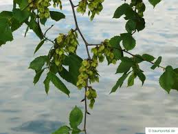 Attēlu rezultāti vaicājumam “Ulmus laevis leaf”
