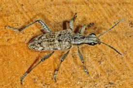 Attēlu rezultāti vaicājumam “Rhagium inquisitor”