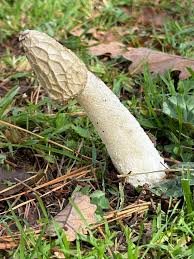 Attēlu rezultāti vaicājumam “Phallus impudicus”