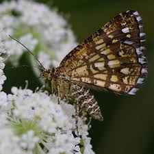 Attēlu rezultāti vaicājumam “Chiasmia clathrata”