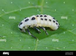 Attēlu rezultāti vaicājumam “Calvia decemguttata larva”