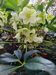 Attēlu rezultāti vaicājumam “Helleborus niger flower”