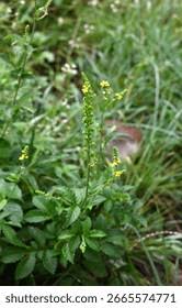 Attēlu rezultāti vaicājumam “Agrimonia pilosa”